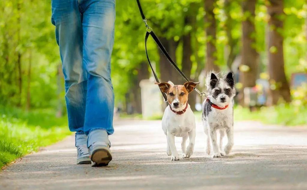 大爷爱犬去世后为陌生女子遛狗12年，一段不平凡的邻里温情